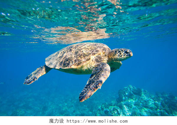 绿海龟在海里游泳